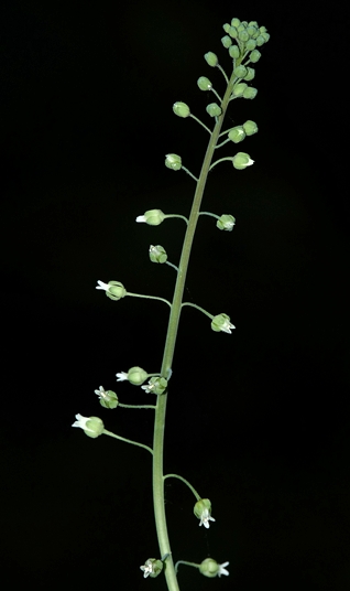 {Boechera canadensis}
